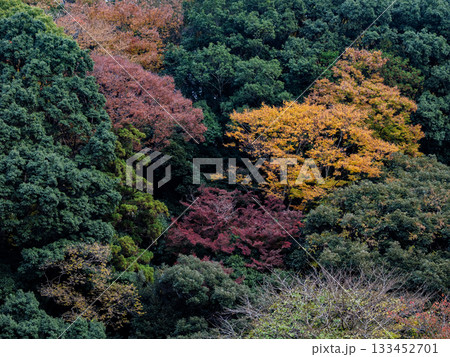 木々が色づいた秋の公園風景（千葉県松戸市・21世紀の森と広場） 133452701