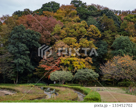 木々が色づいた秋の公園風景(千葉県松戸市・21世紀の森と広場) 木々が色づいた秋の公園風景(千葉県松戸市・21世紀の森と広場) 133452702