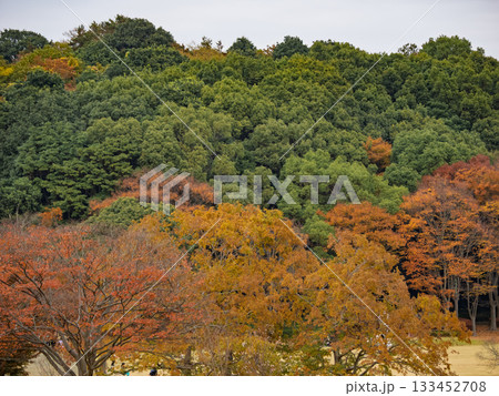 木々が色づいた秋の公園風景(千葉県松戸市・21世紀の森と広場) 木々が色づいた秋の公園風景(千葉県松戸市・21世紀の森と広場) 133452708