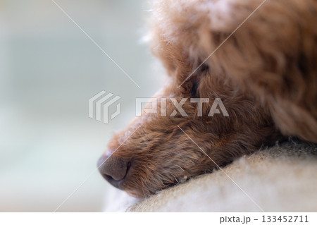 トイプードルの横顔と鼻先 133452711