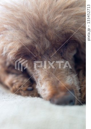眠るトイプードルの正面顔_縦 眠るトイプードルの正面顔_縦 133452713