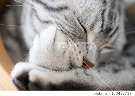 前足をペロペロ舐める猫 133452717