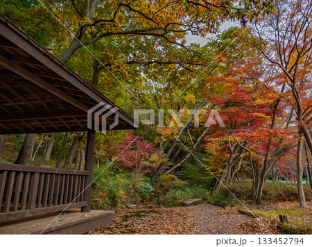 木々が色づいた秋の公園風景(千葉県松戸市・21世紀の森と広場) 木々が色づいた秋の公園風景(千葉県松戸市・21世紀の森と広場) 133452794
