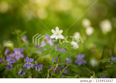 Viola reichenbachiana and white anemone. Common Violet. Small purple flowers in forest at spring 133452837