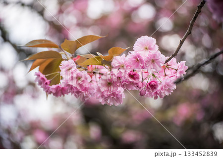 Sakura flowers blooming, spring seasonal Easter background Sakura flowers blooming, spring seasonal Easter background 133452839