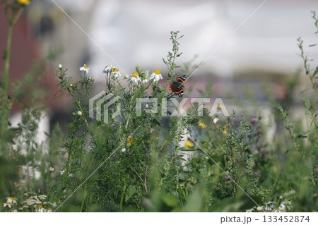 Butterfly is sitting on wild flowers in the field 133452874