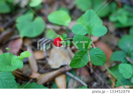 Single wild strawberry growing in the forest. 133452879