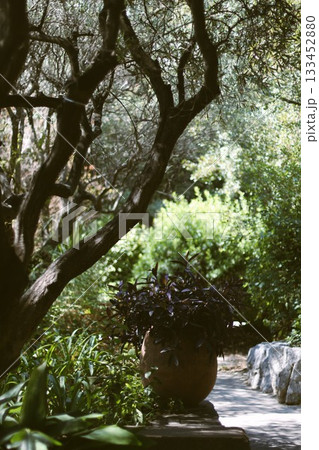 Beautiful view in the garden with ancient vase 133452880