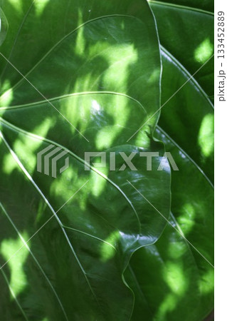 Beautiful large green leafs with sun light Beautiful large green leafs with sun light 133452889
