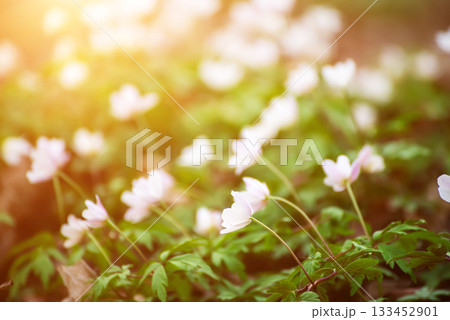 White anemone flowers growing in spring forest, natural seasonal background 133452901