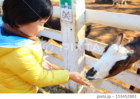 牧場で餌をあげる男の子 牧場で餌をあげる男の子 133452983