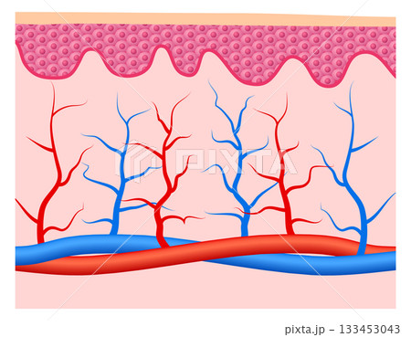 A drawing of a body with red and blue veins 133453043