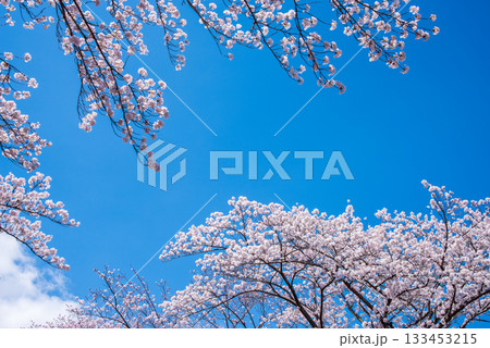 満開の桜と青空《岐阜県 養老公園》 満開の桜と青空《岐阜県 養老公園》 133453215