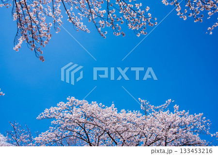 満開の桜と青空《岐阜県 養老公園》 満開の桜と青空《岐阜県 養老公園》 133453216