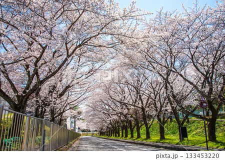 満開の桜並木《岐阜県 養老公園》 133453220