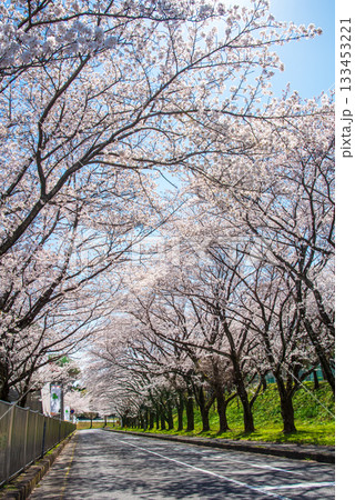 満開の桜並木《岐阜県 養老公園》 133453221