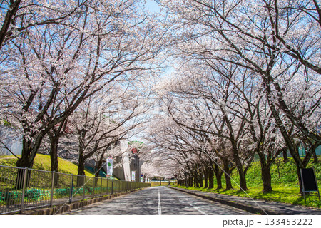 満開の桜並木《岐阜県 養老公園》 133453222