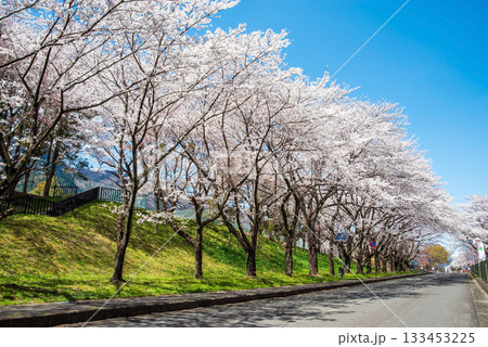 満開の桜並木《岐阜県 養老公園》 133453225