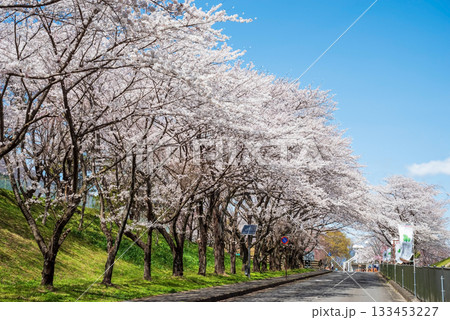 満開の桜並木《岐阜県 養老公園》 133453227