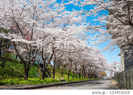 満開の桜並木《岐阜県 養老公園》 133453228