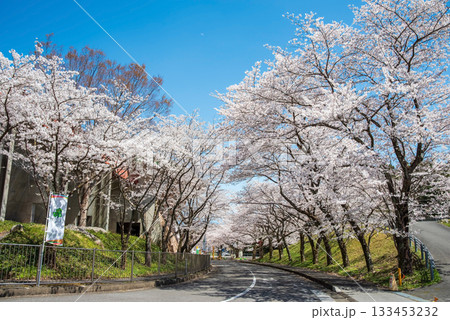 満開の桜並木《岐阜県 養老公園》 133453232