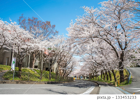 満開の桜並木《岐阜県 養老公園》 133453233