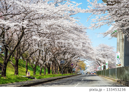 満開の桜並木《岐阜県 養老公園》 133453236