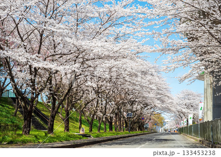 満開の桜《岐阜県 養老公園》 133453238