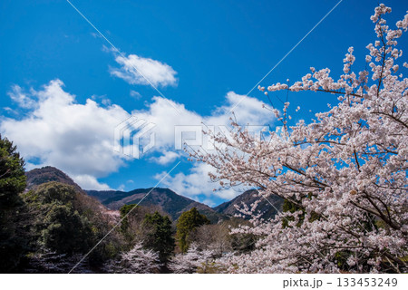 満開の桜と青空《岐阜県 養老公園》 133453249