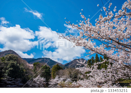 満開の桜と青空《岐阜県 養老公園》 133453251