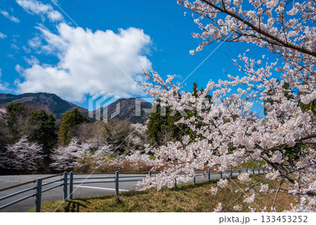 満開の桜と青空《岐阜県 養老公園》 満開の桜と青空《岐阜県 養老公園》 133453252