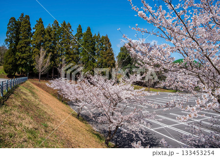 満開の桜《岐阜県 養老公園》 満開の桜《岐阜県 養老公園》 133453254