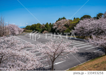 満開の桜《岐阜県 養老公園》 133453258