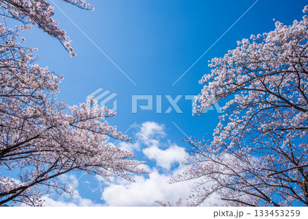 満開の桜と青空《岐阜県 養老公園》 133453259