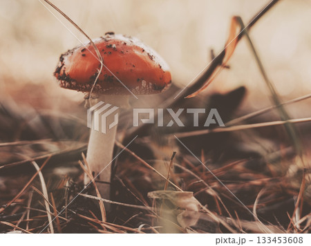 Close-up of a red fly agaric mushroom growing in autumn forest among dry grass and pine needles. A woodland scene perfect for nature and fall concepts 133453608