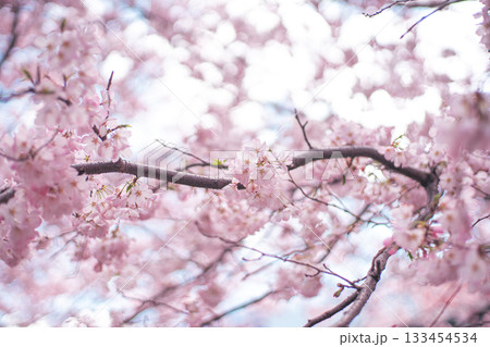 満開の桜 133454534