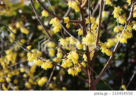 俳句の季語にもなるロウバイの花 俳句の季語にもなるロウバイの花 133454550