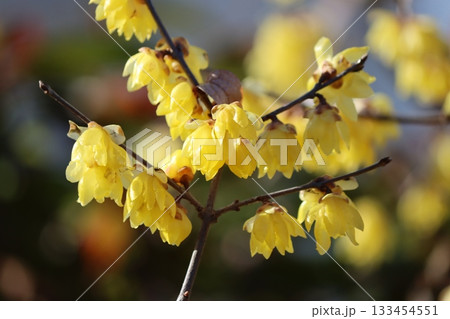 真冬に開花するロウバイの花 133454551