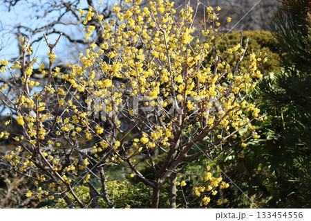 雪中の四花の一つであるロウバイの花 133454556