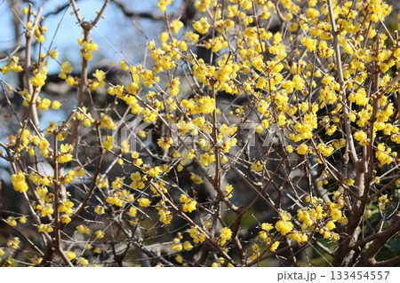 たくさんの花が冬の季節を彩る 133454557