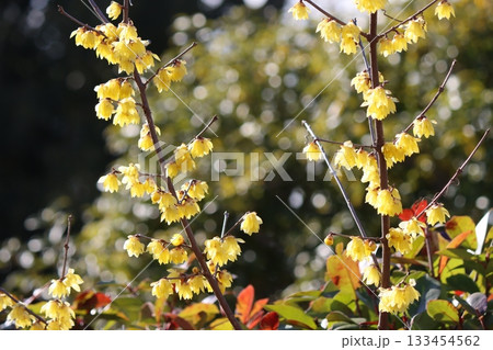 冬の庭を明るく彩る蠟梅の花 133454562