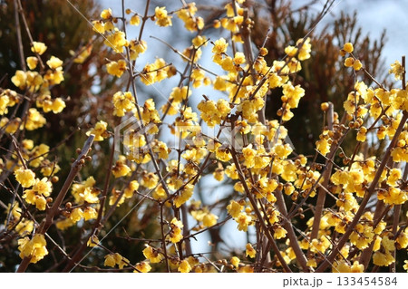 日本画の画題にも使われる蠟梅の花 133454584
