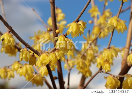 新春を彩る縁起の良い花 新春を彩る縁起の良い花 133454587