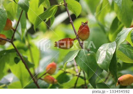 有毒成分を持つロウバイの実ー弐 133454592