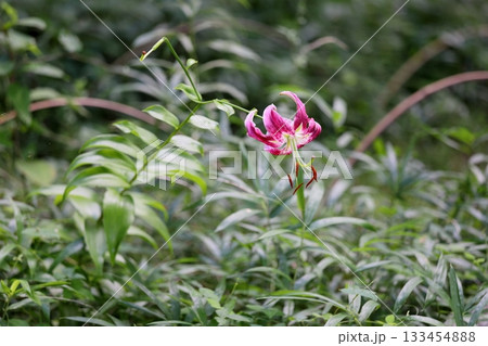鮮やか　ユリの花 133454888