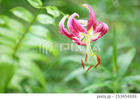 鮮やか　ユリの花 133454889
