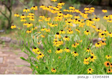 可愛い　ルドベキアの花 133454894