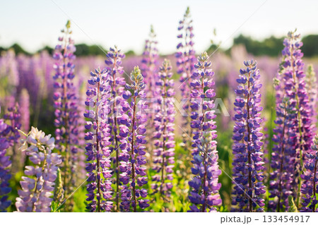 Blue and purple lupine flowers in the field. Blue and purple lupine flowers in the field. 133454917