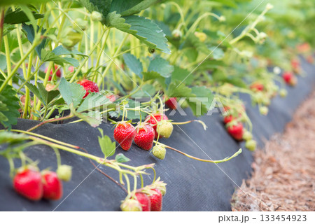 Strawberry bushes with many ripe red berries. Planting and growing eco strawberry using modern technologies and equipment 133454923