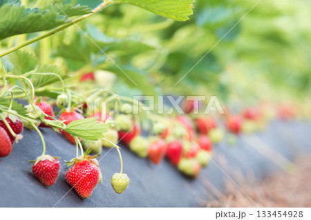 Industrial growing of strawberries on farm in countryside Industrial growing of strawberries on farm in countryside 133454928